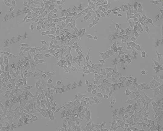 细胞培养及冻存1.jpg