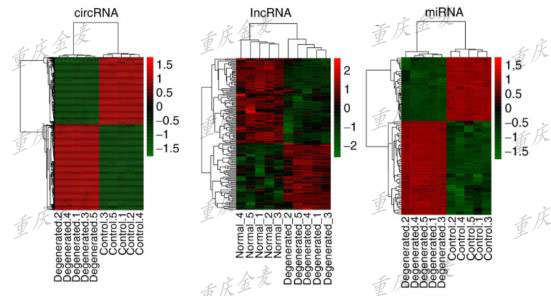 LncRNA/circRNA/miRNA/mRNA 测序