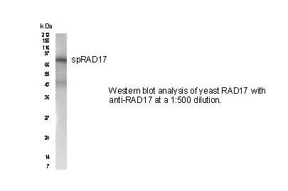 Rad17 Antibody    NB100-172