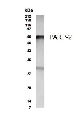 PARP2 Antibody - Unpurified  NB100-185