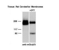 mGluR2/3 Antibody  NB100-1760