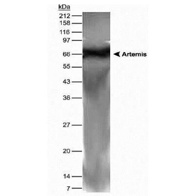 Artemis Antibody  NB100-183